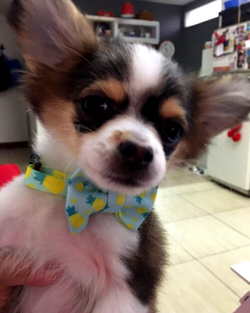 Collar con Moño Abacaxi